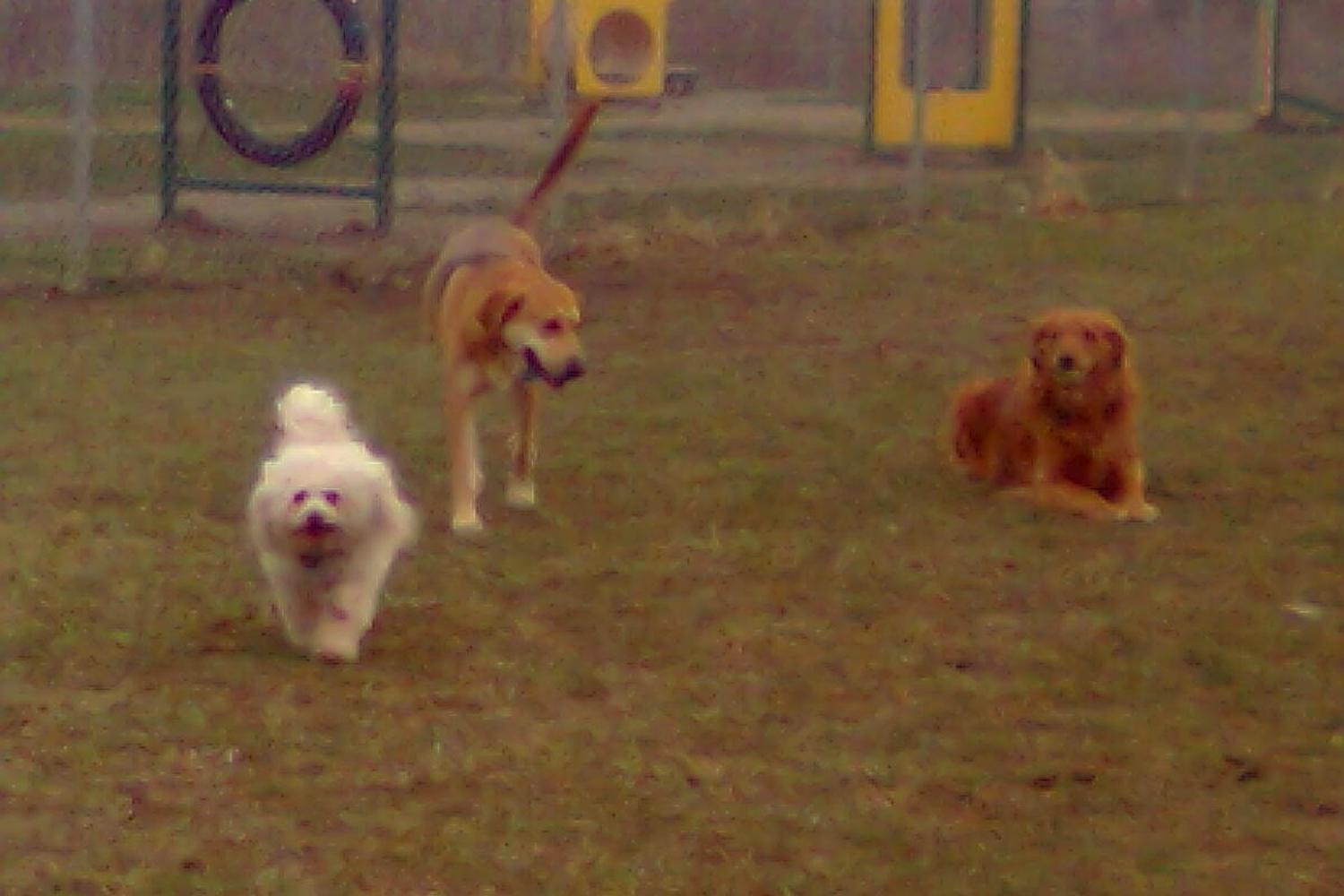 Montgomery County Bark Park 4