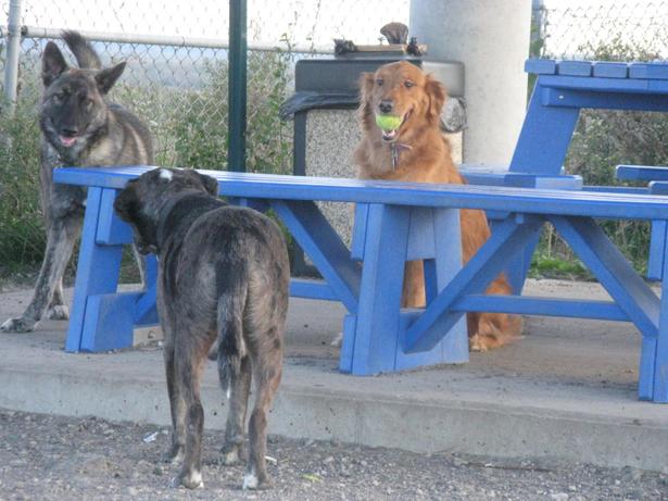 Montgomery County Bark Park 9