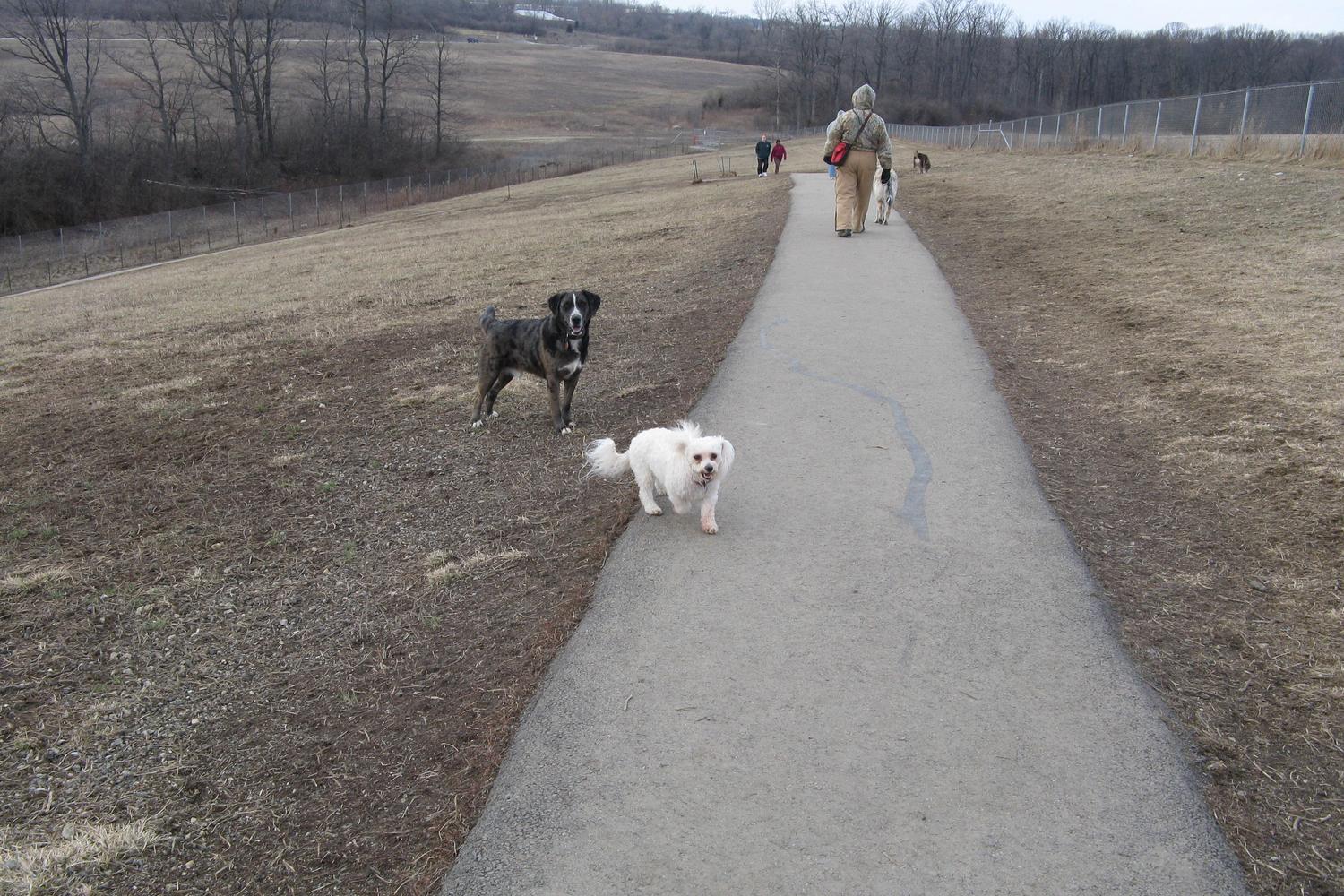 Montgomery County Bark Park 7