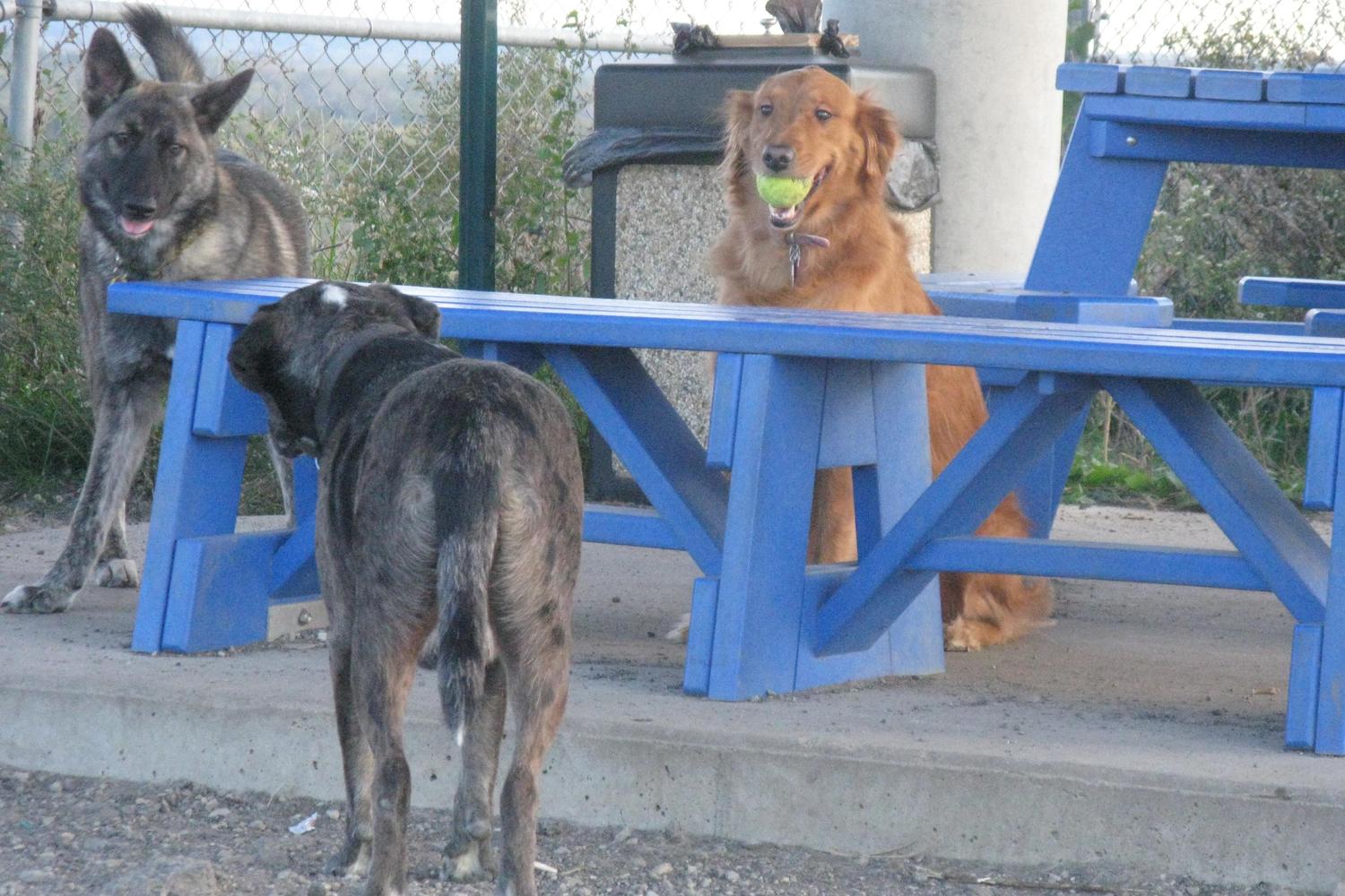 Montgomery County Bark Park 5