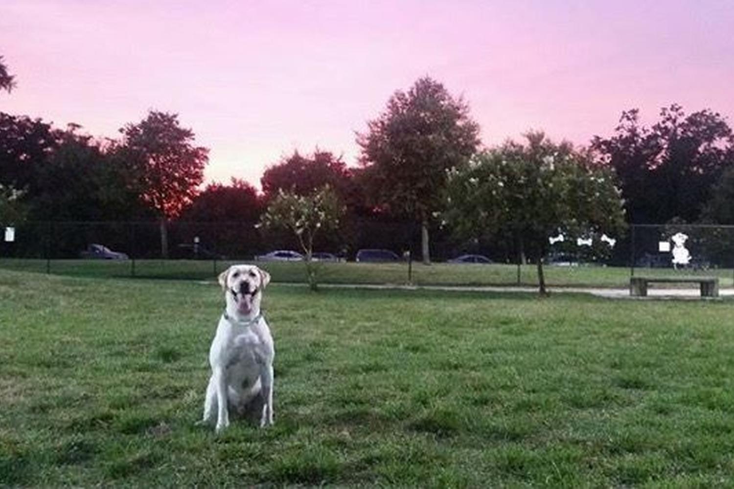 NOLA City Bark 3