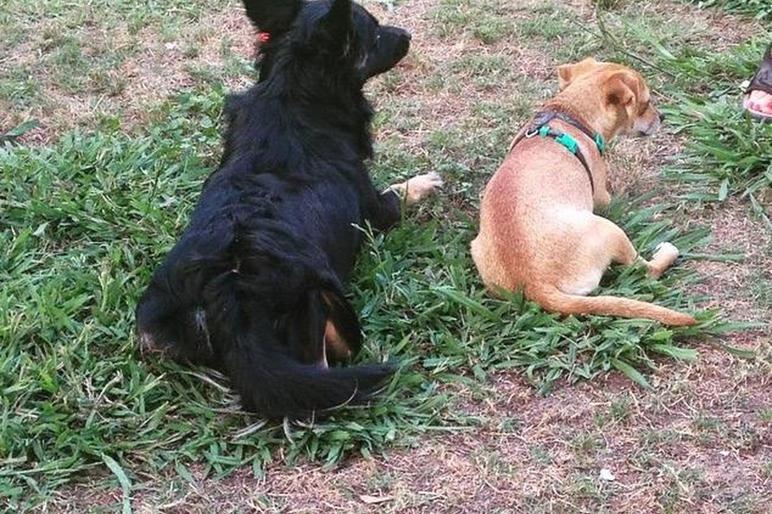 NOLA City Bark 2