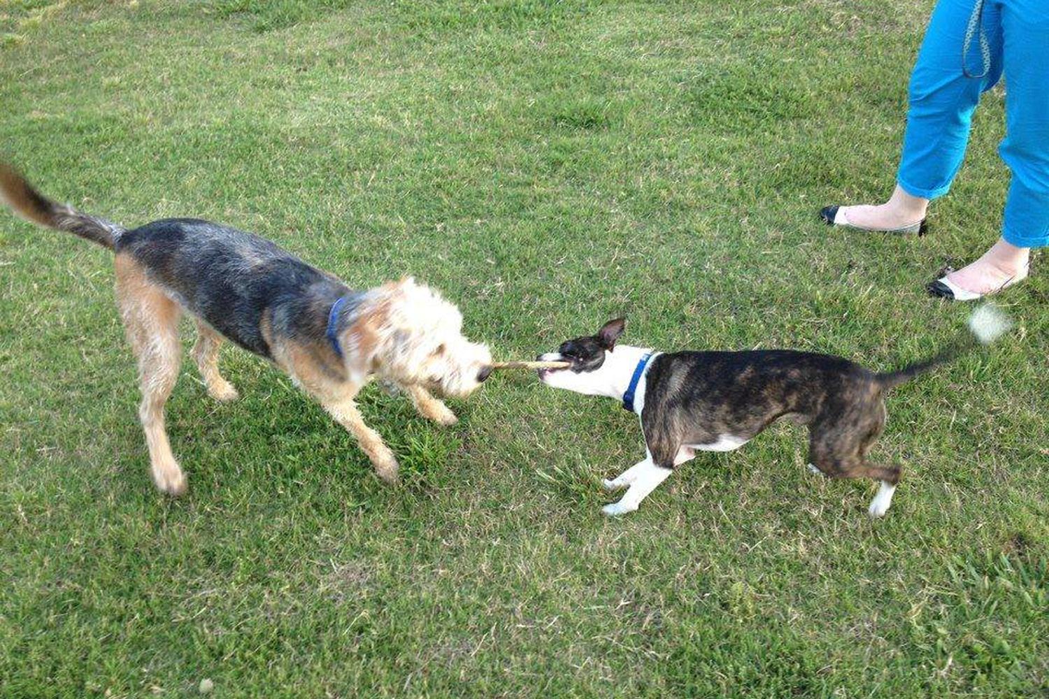 NOLA City Bark 4
