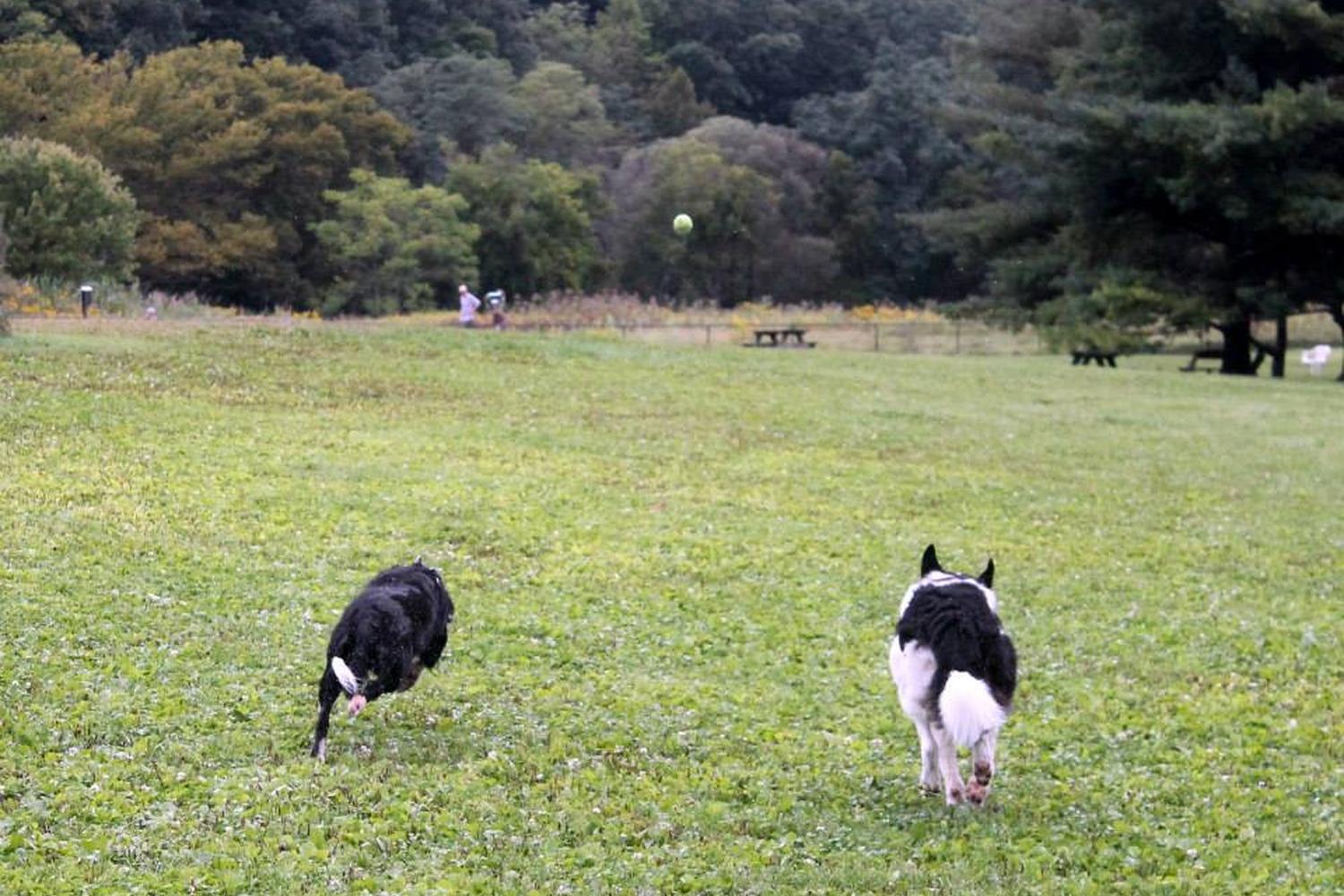 Tompkins County Dog Park 3