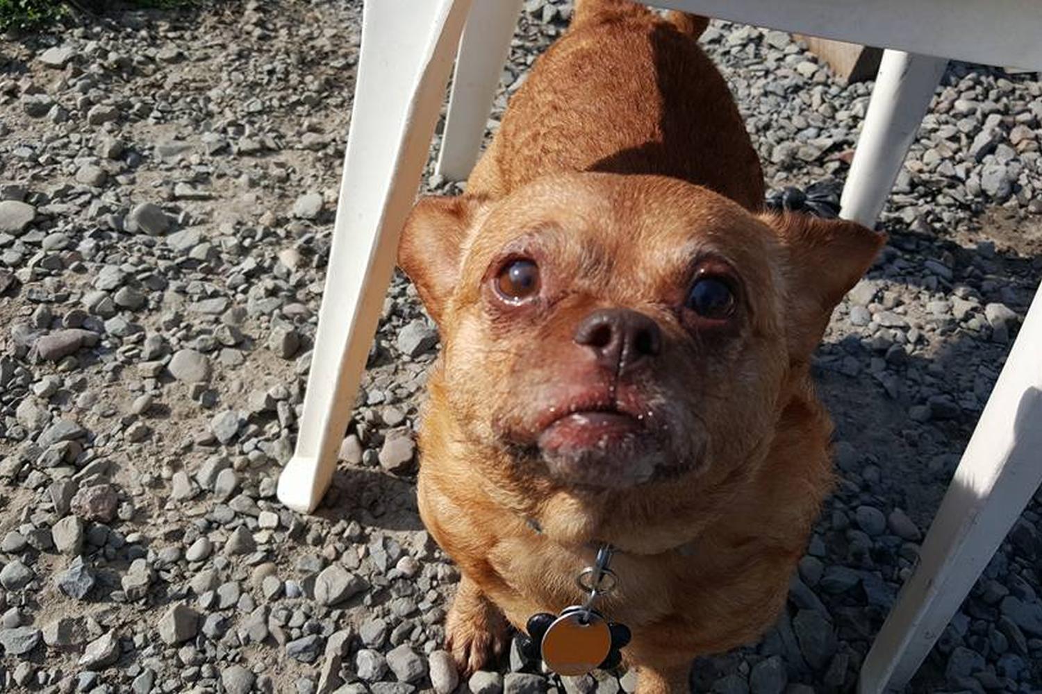 Tompkins County Dog Park 4