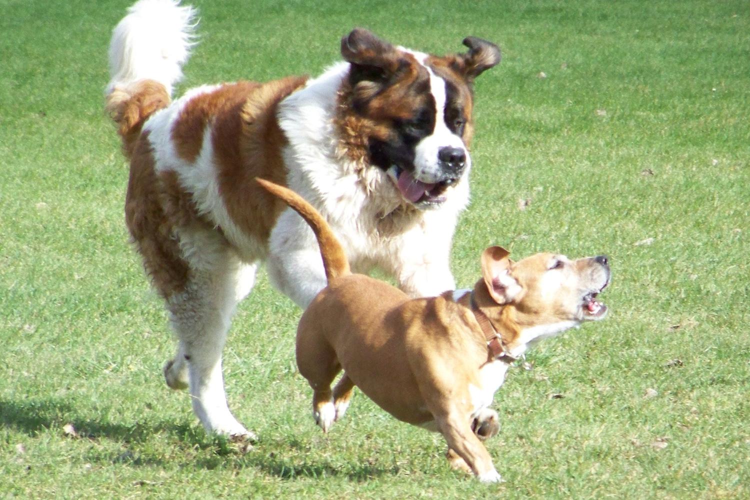 Tompkins County Dog Park 5