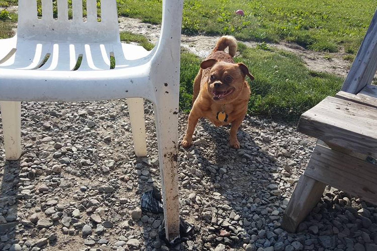 Tompkins County Dog Park 2