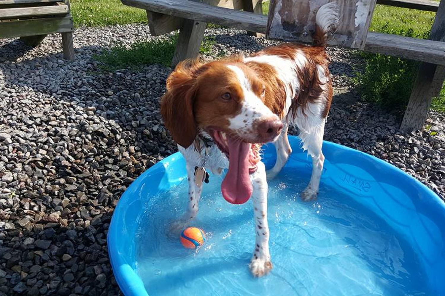 Tompkins County Dog Park 0