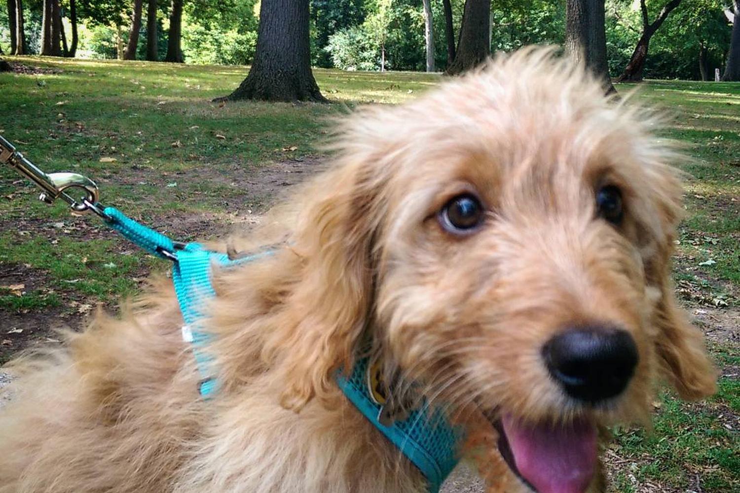 Wagner Park Dog Run 3