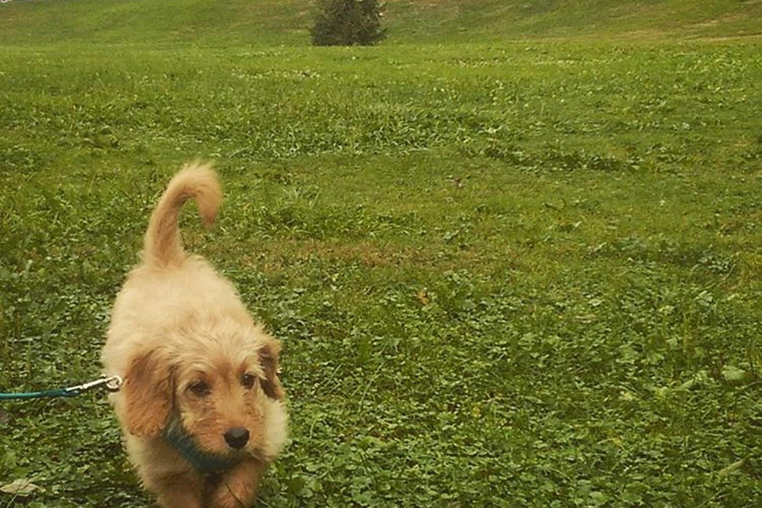 Wagner Park Dog Run 4