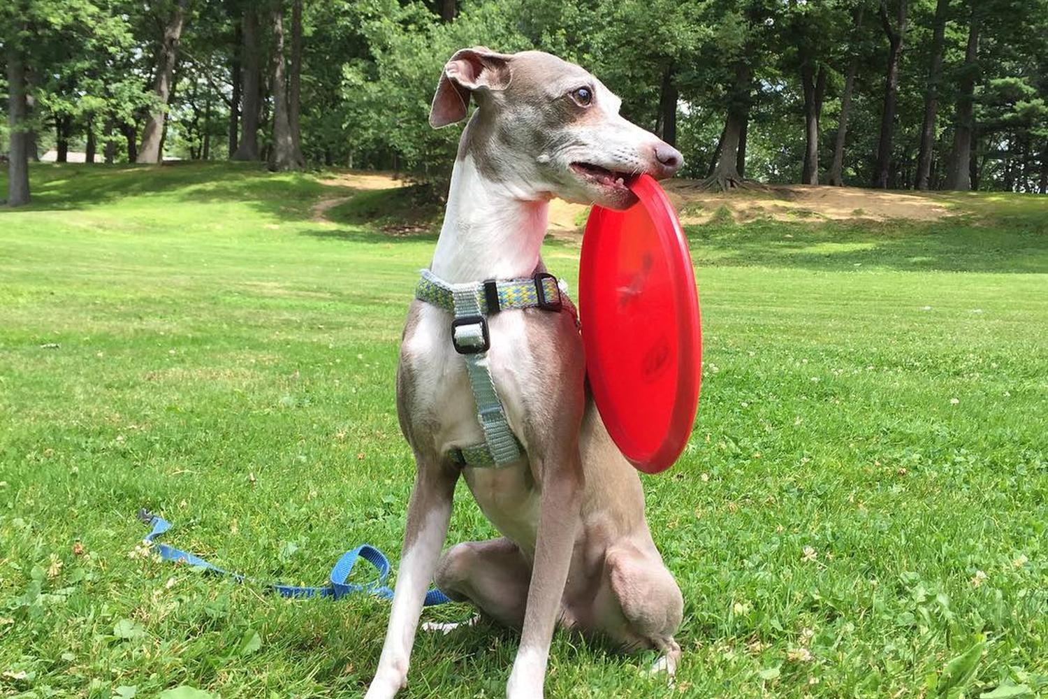 Wagner Park Dog Run 2