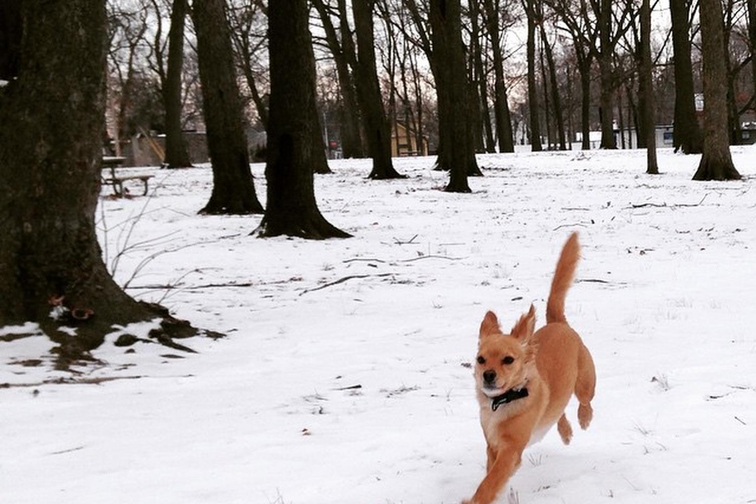 Wagner Park Dog Run 1