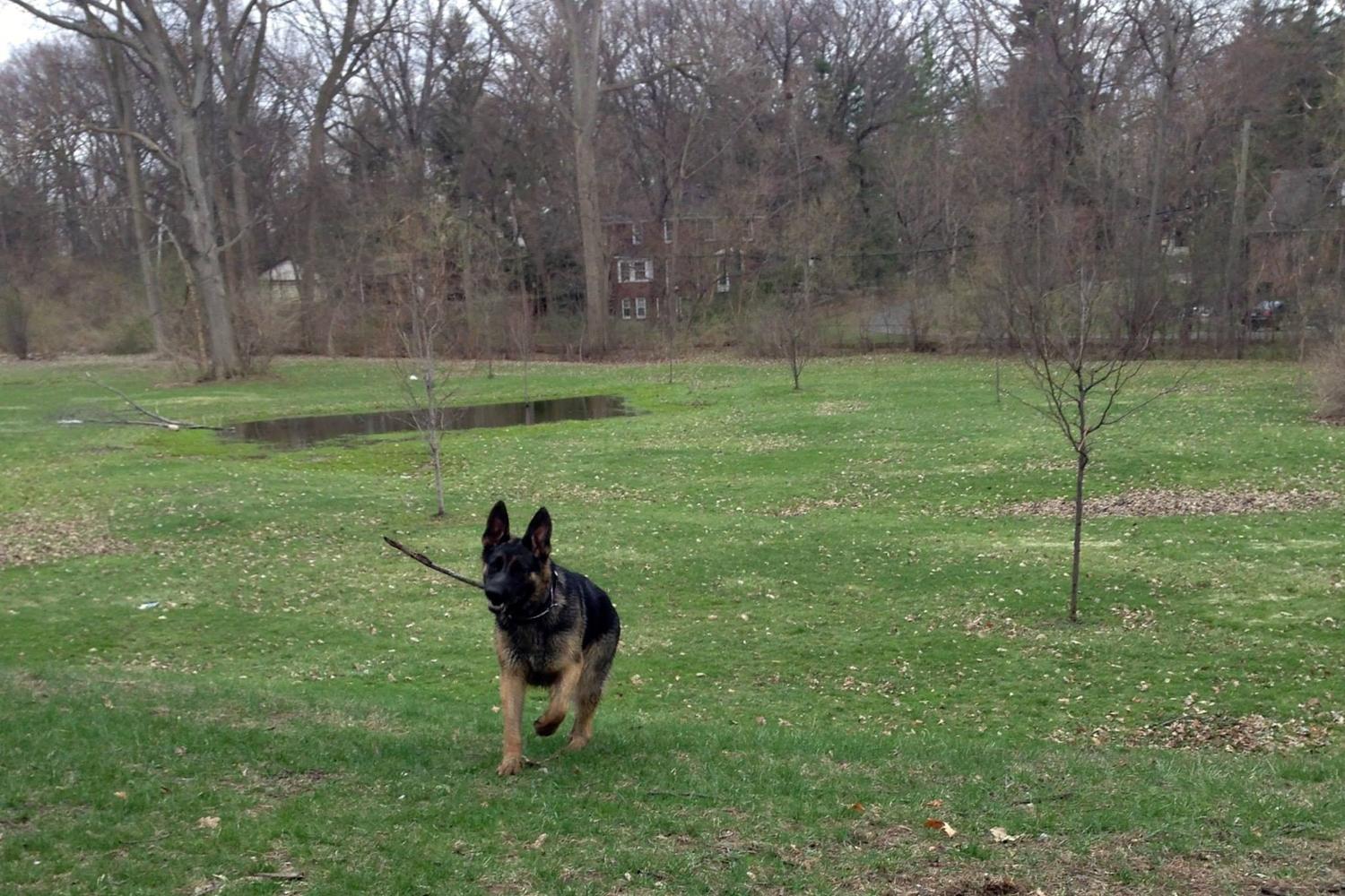 Wagner Park Dog Run 0