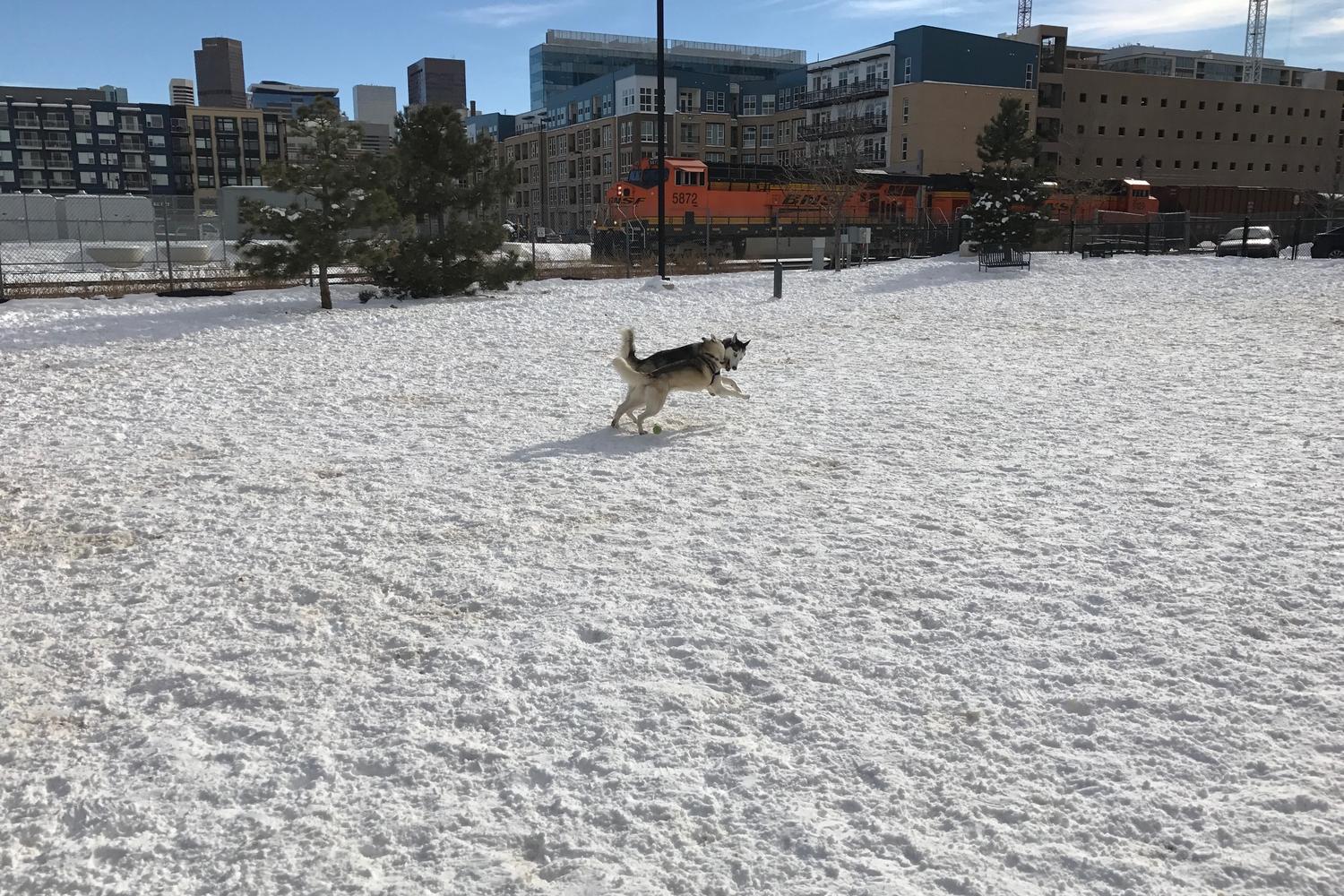 Railyard Dog Park 0