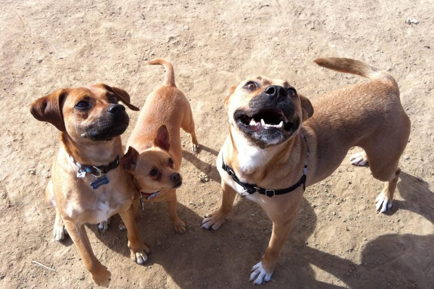 Railyard Dog Park 4
