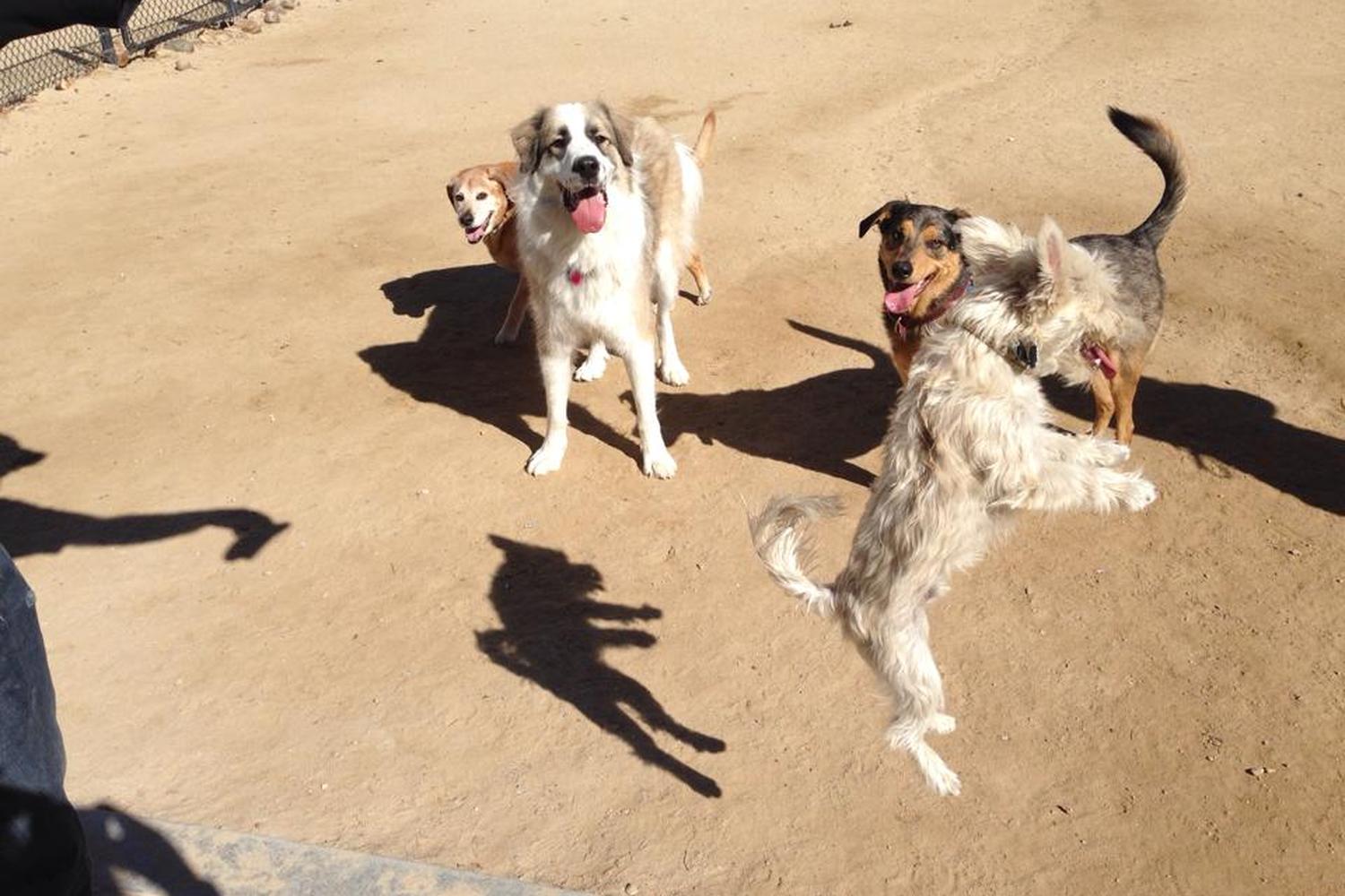 Railyard Dog Park 2
