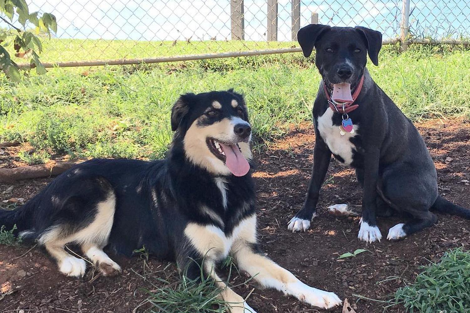 Darden Towe Dog Park 4