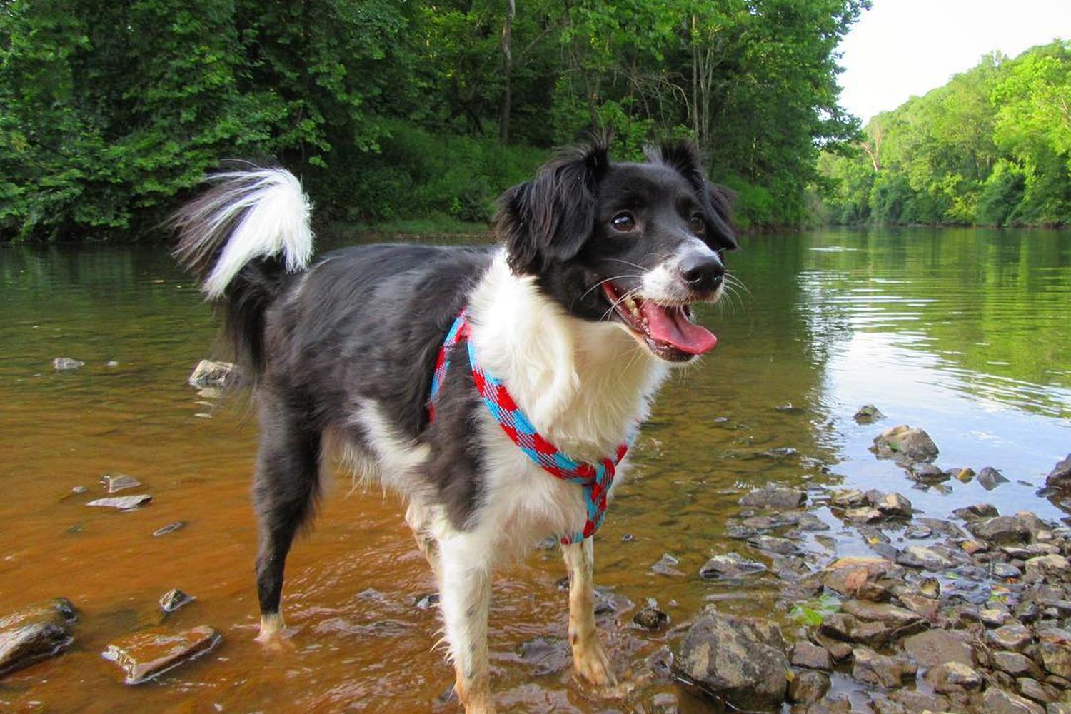 Darden Towe Dog Park 5
