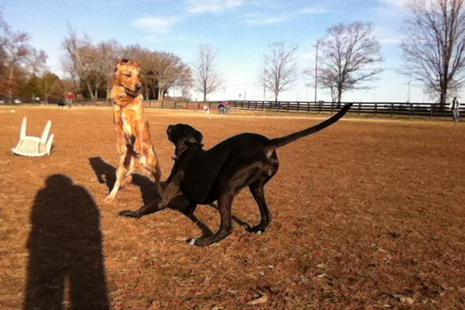 Edwin Warner Dog Park 4