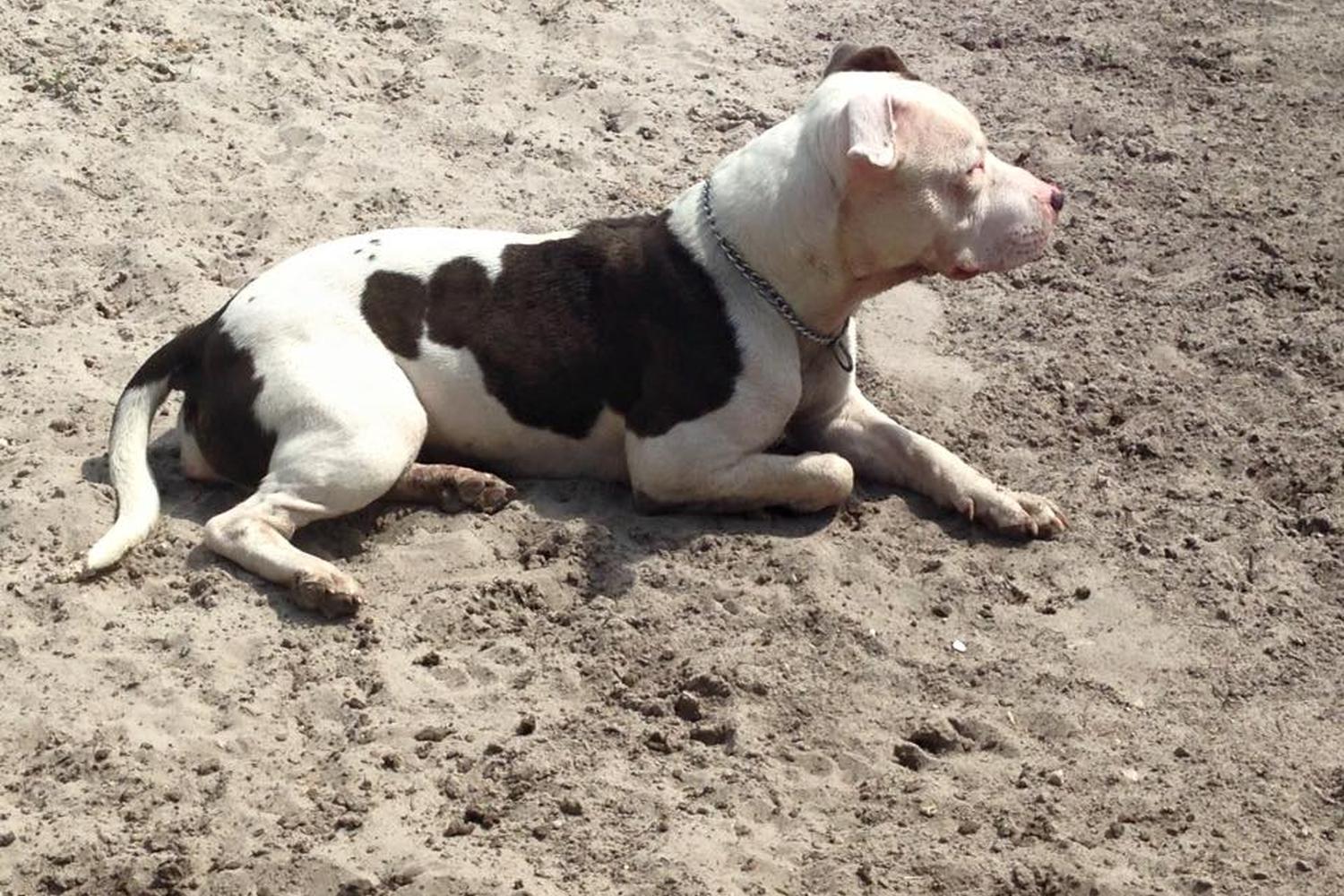 Meadows Dog Park 5