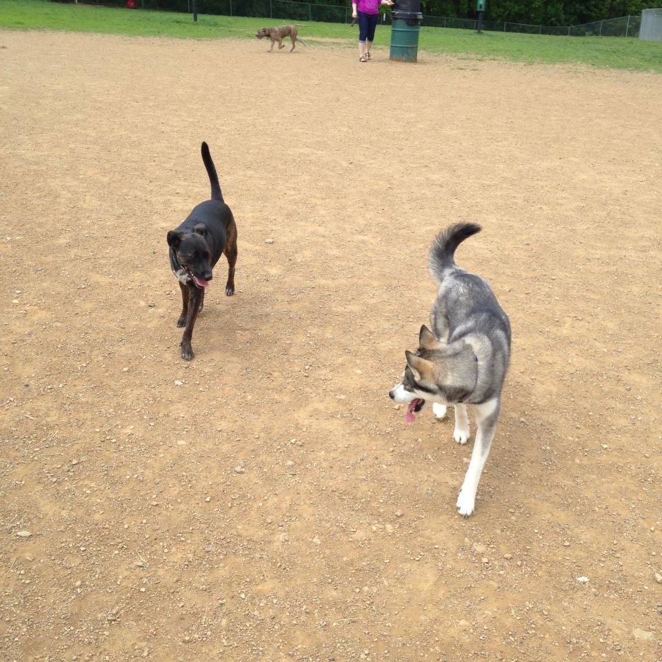 Happy Tails Dog Park 3