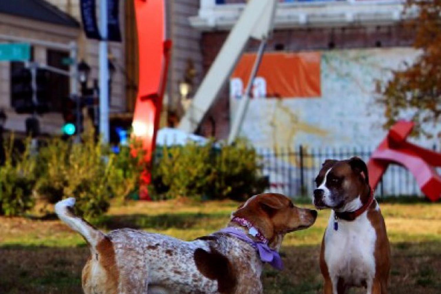 SLU Dog Park & Sculpture Garden 4