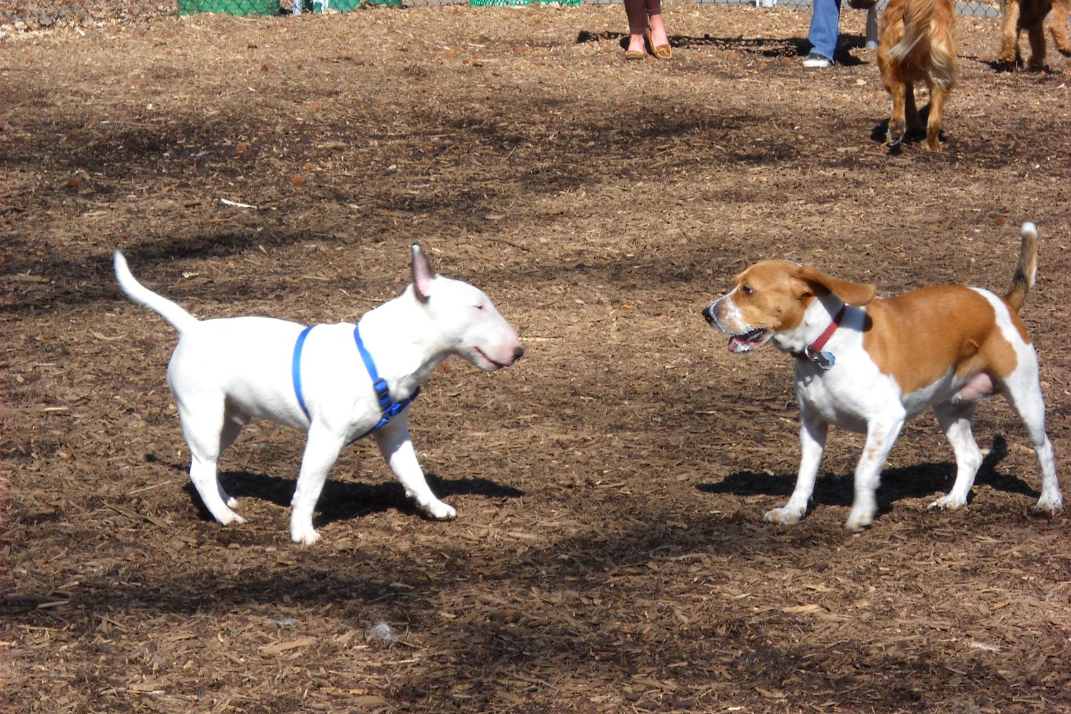 Iron Hill Dog Park 2