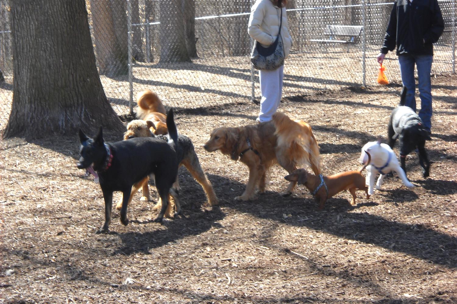 Iron Hill Dog Park 1