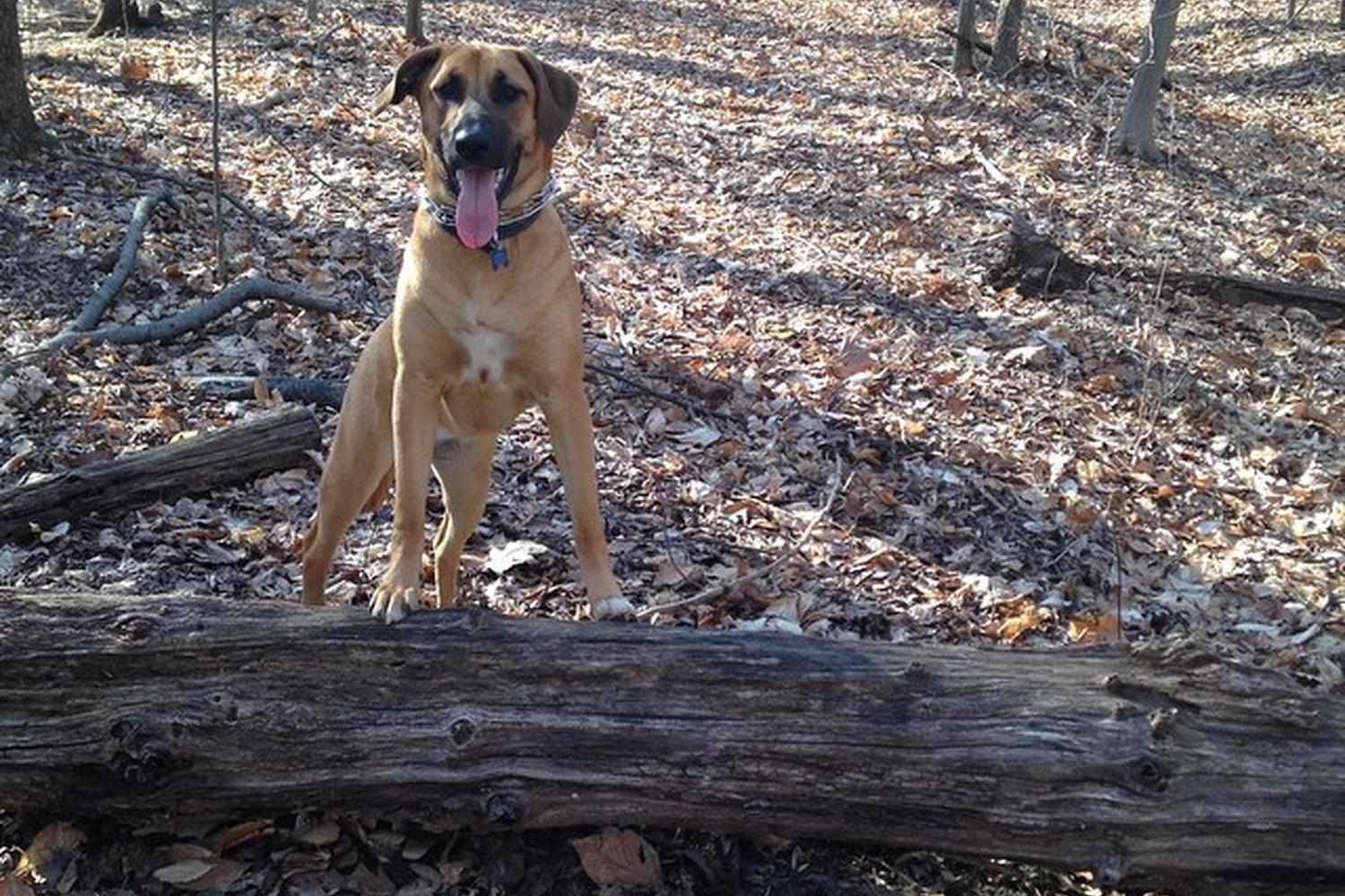 Iron Hill Dog Park 4