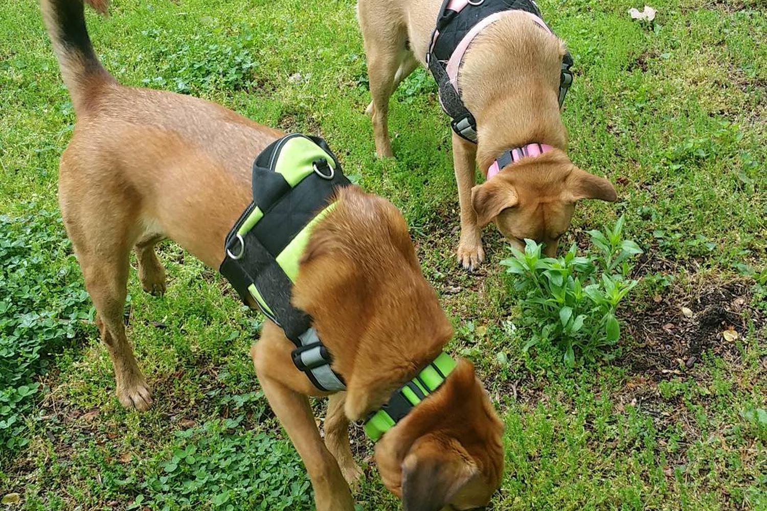 Iron Hill Dog Park 3