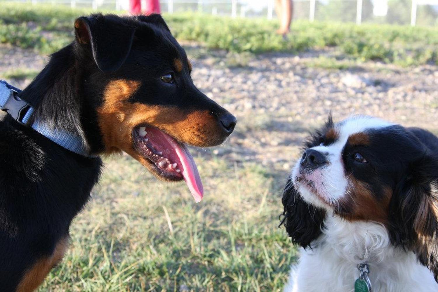 Murfin Animal Care Campus Dog Park 3
