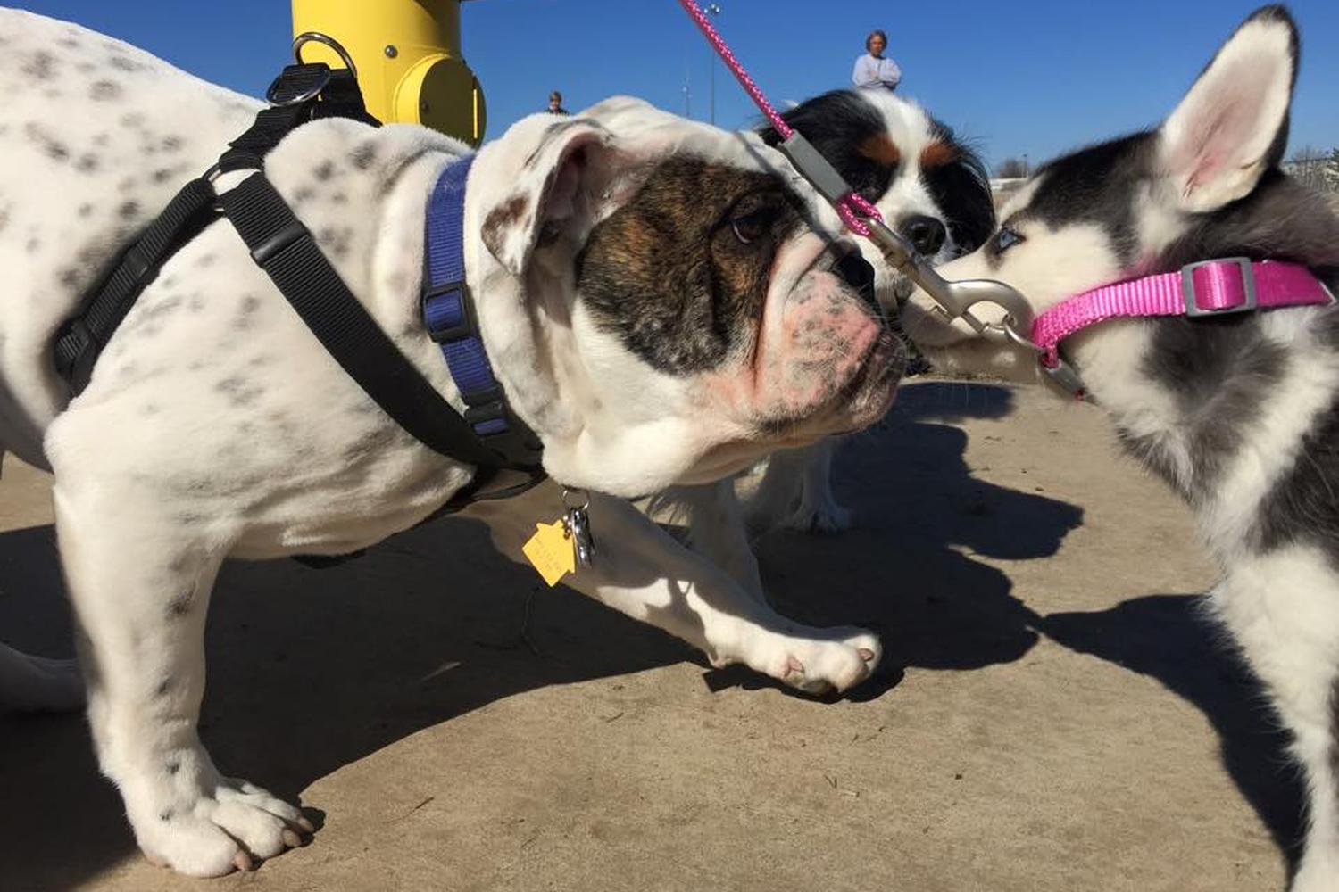 Murfin Animal Care Campus Dog Park 6