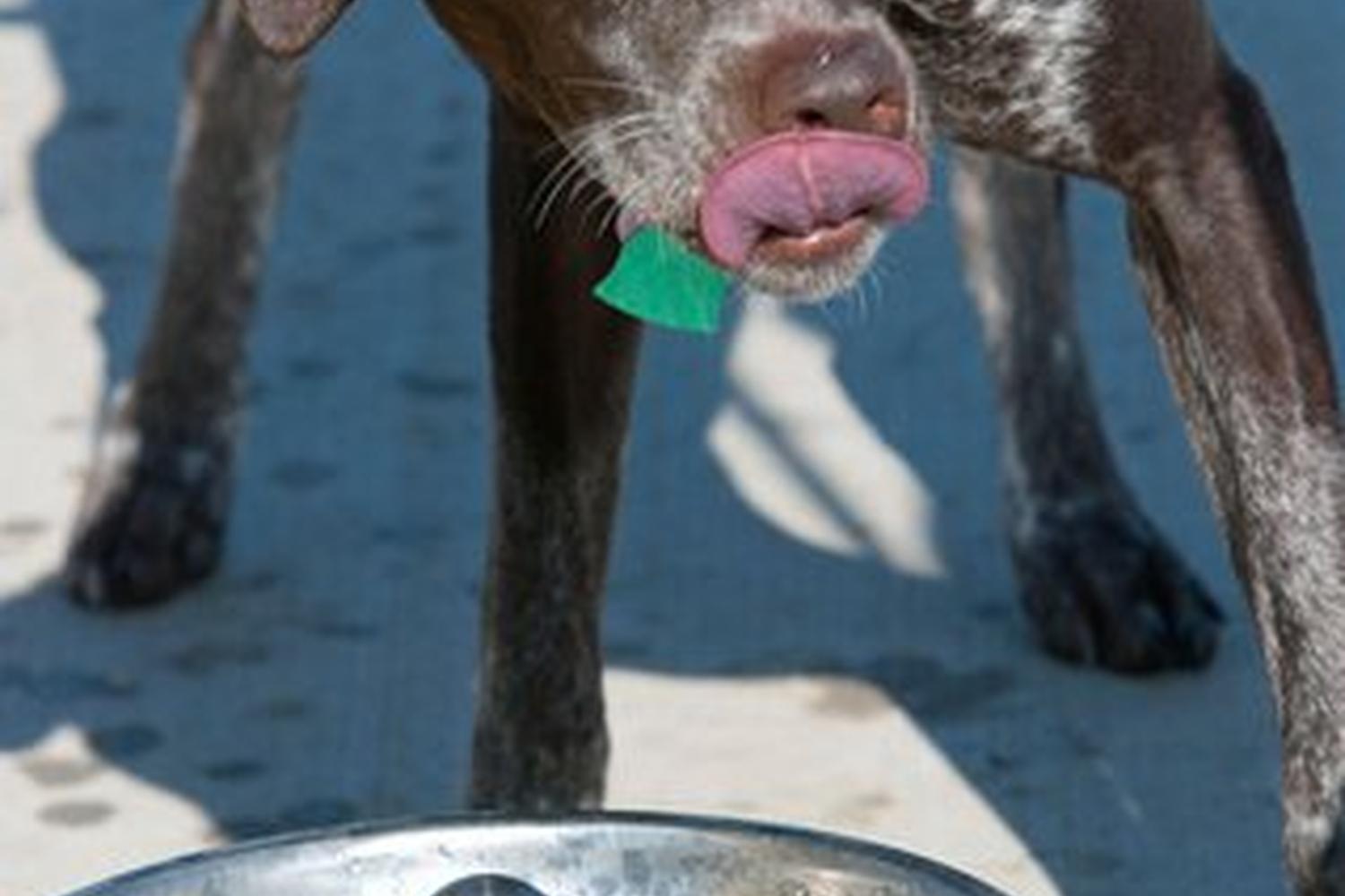 Murfin Animal Care Campus Dog Park 2