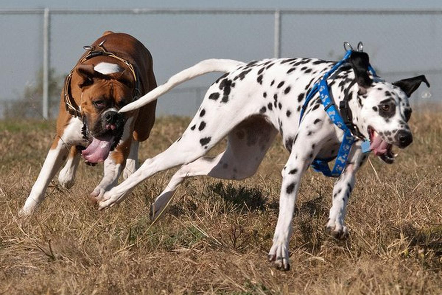 Murfin Animal Care Campus Dog Park 1