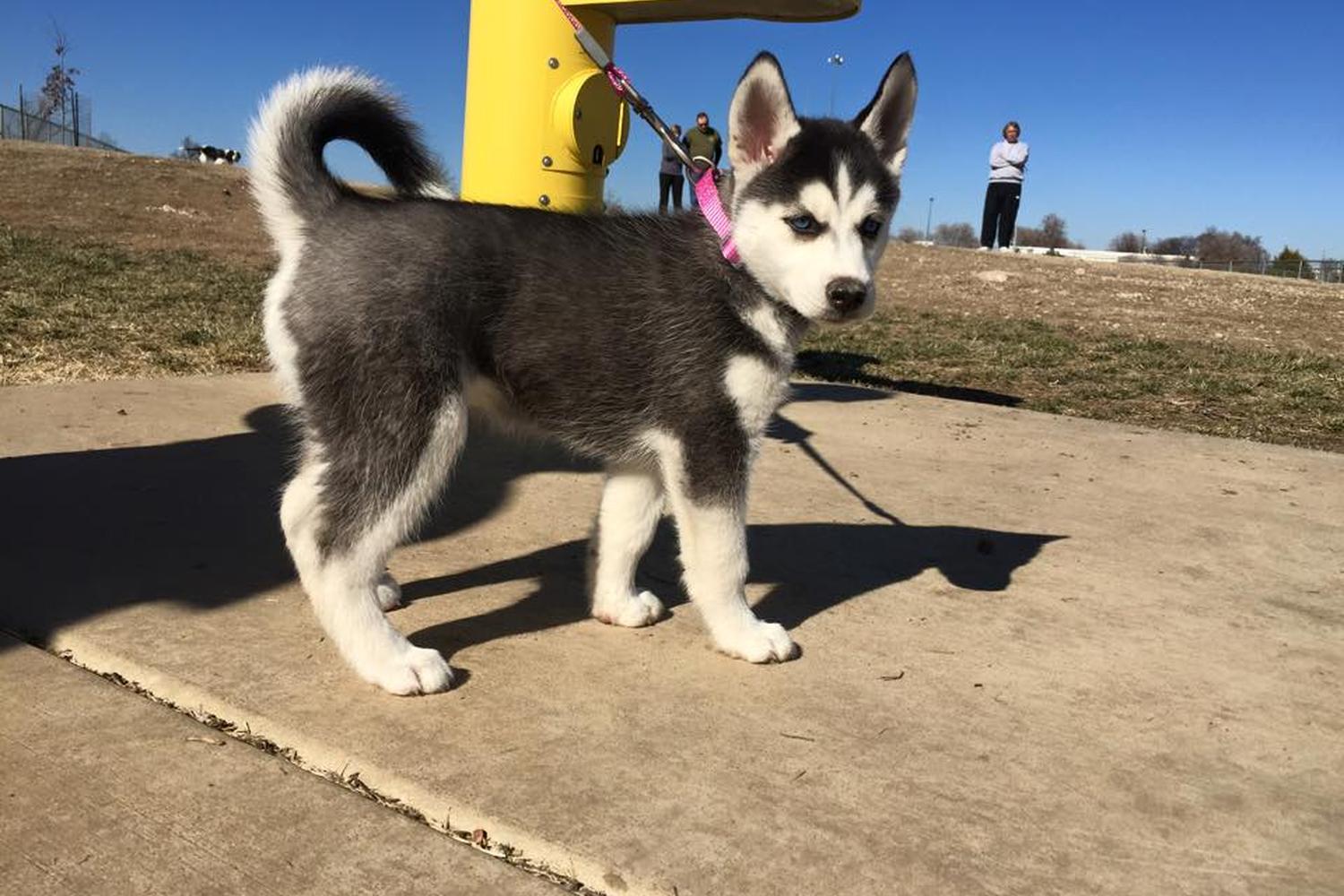 Murfin Animal Care Campus Dog Park 5