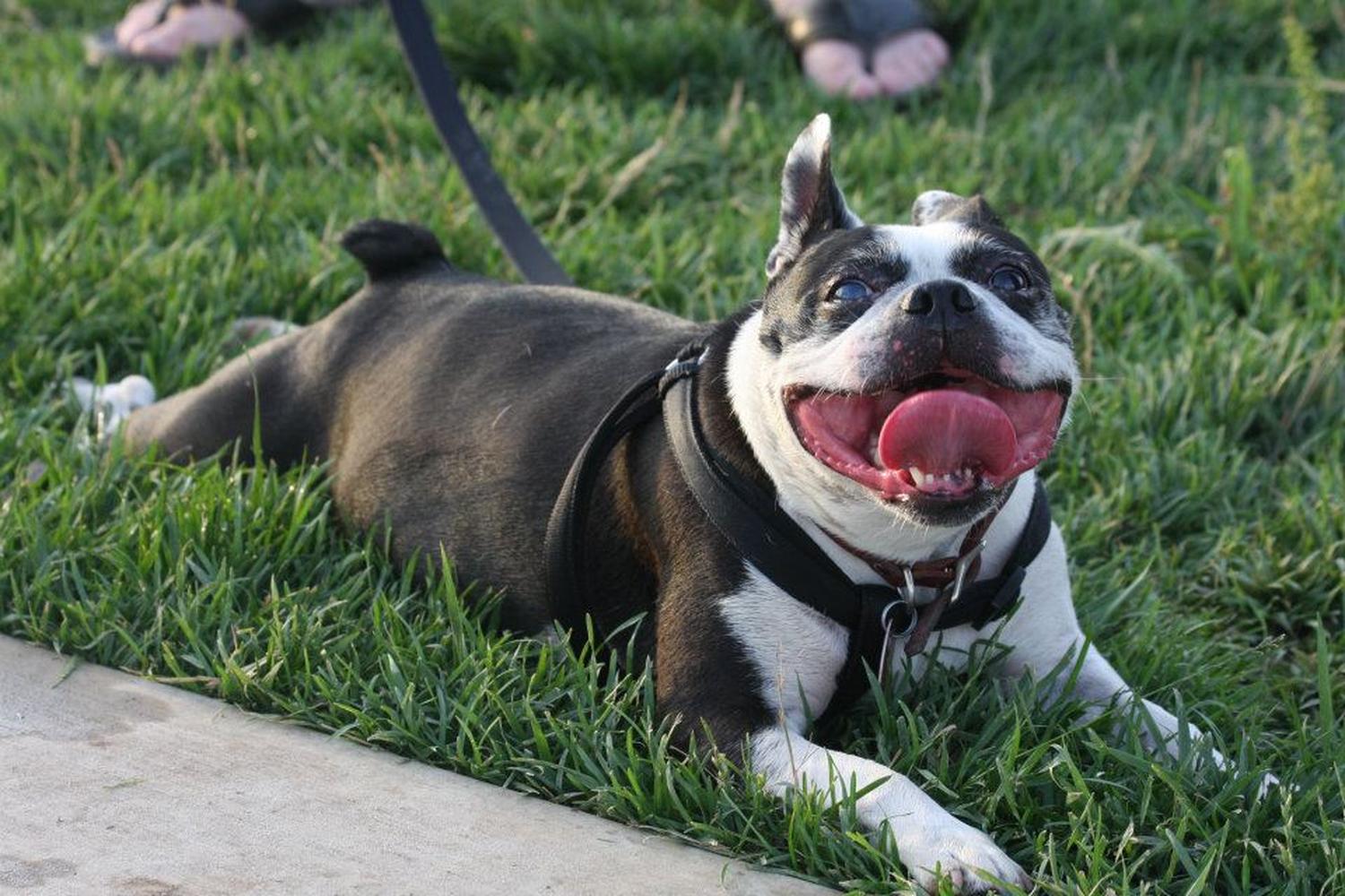 Murfin Animal Care Campus Dog Park 7