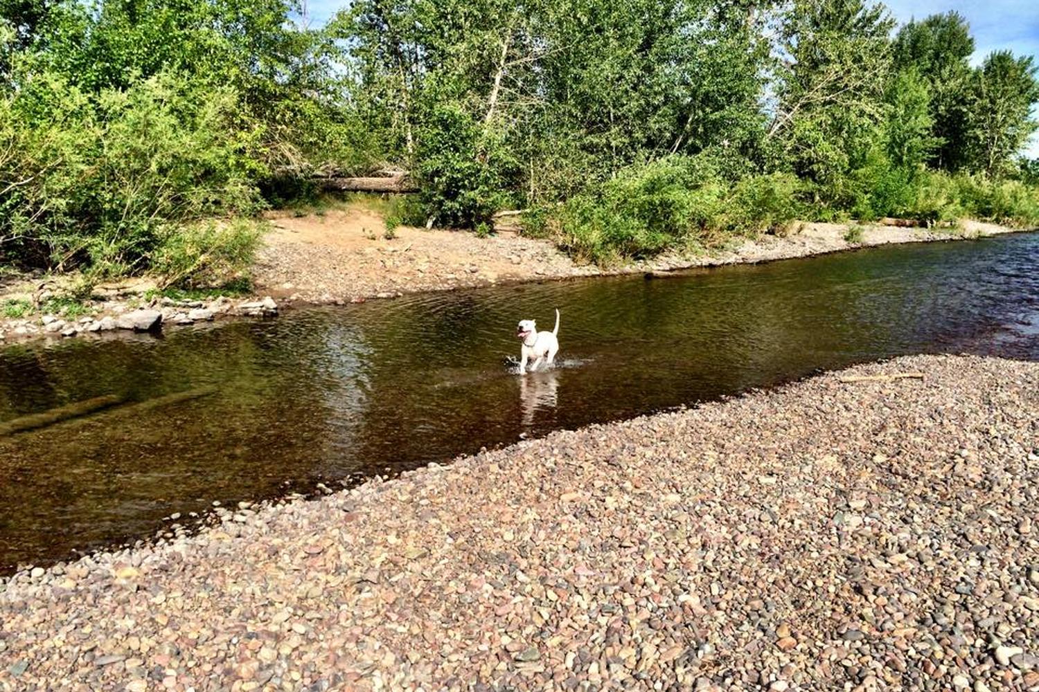 Jacobs Island Bark Park 5