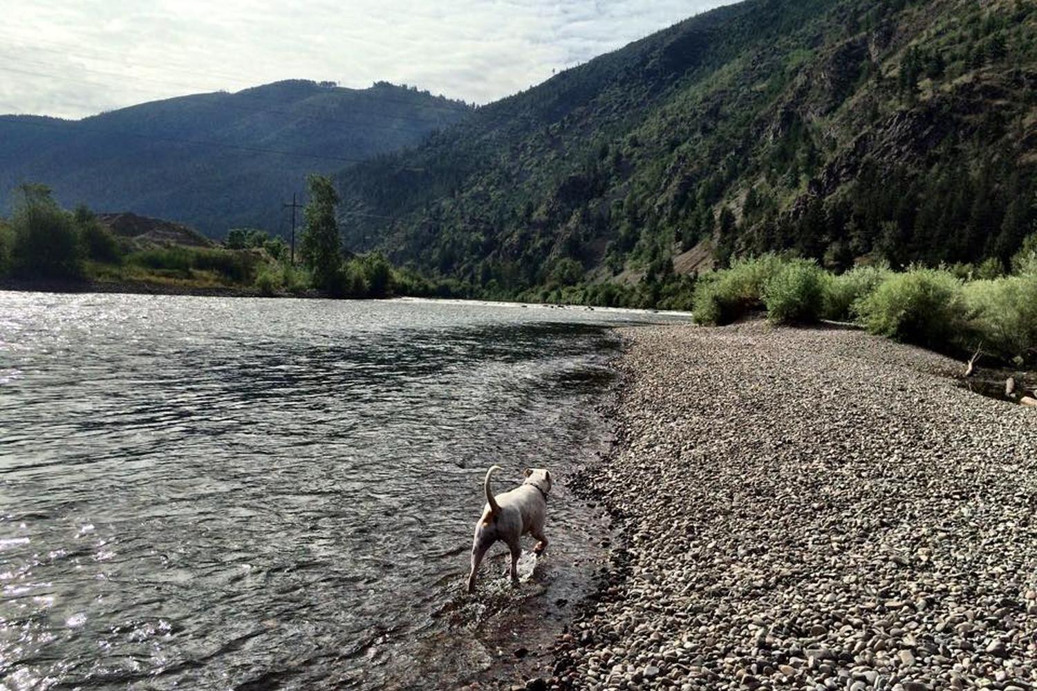 Jacobs Island Bark Park 1