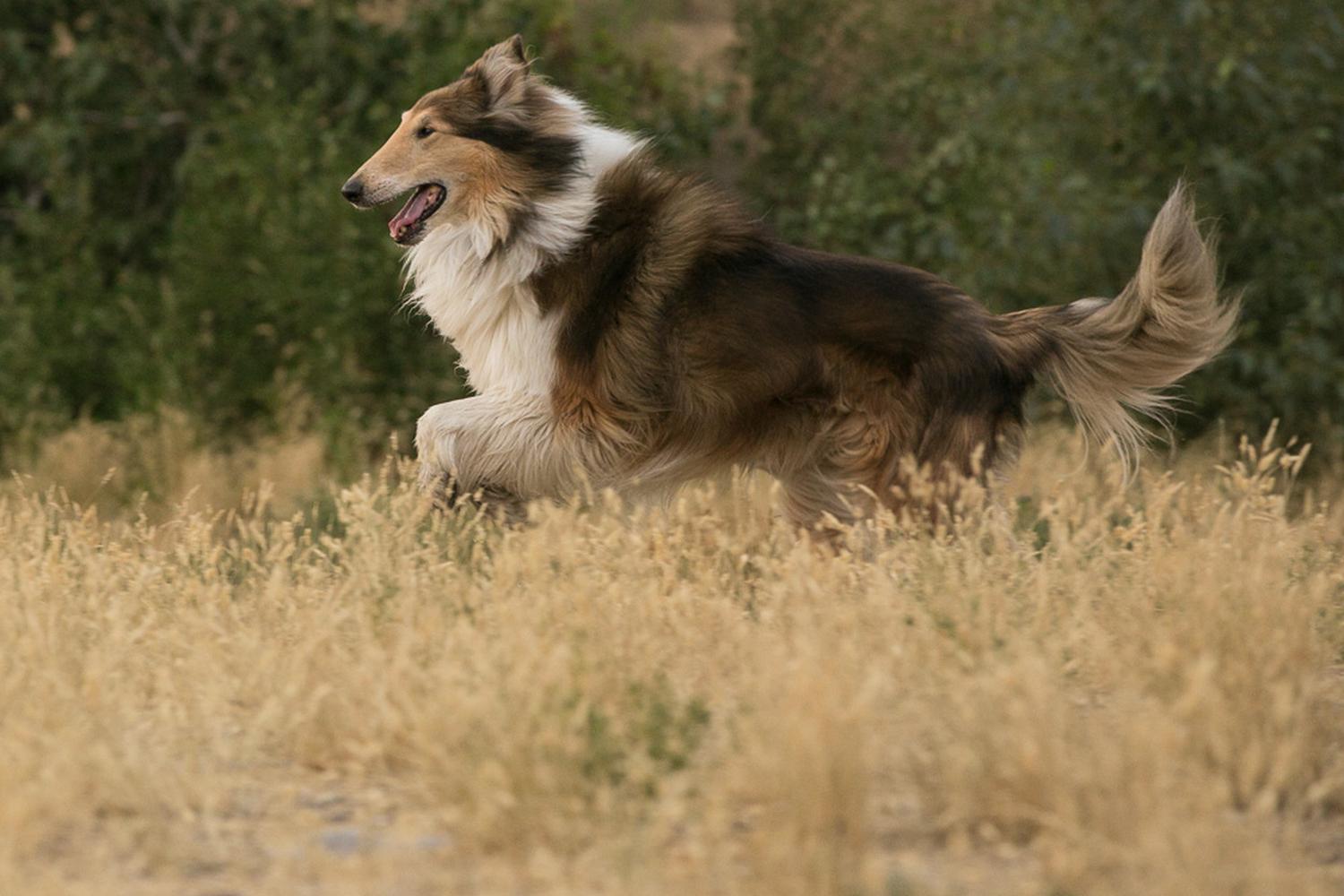 Jacobs Island Bark Park 3