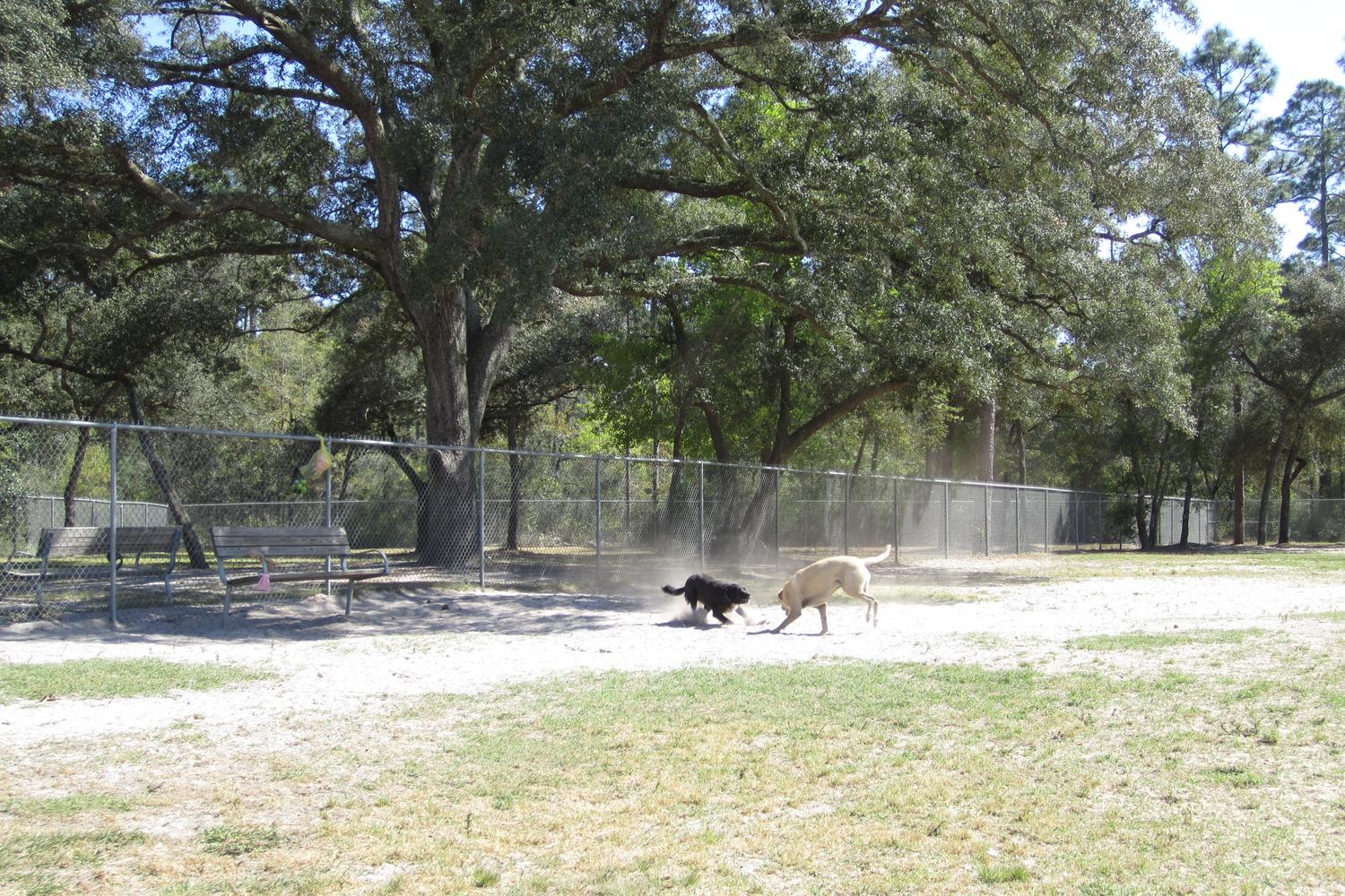 Bill Dickson Dog Park 5