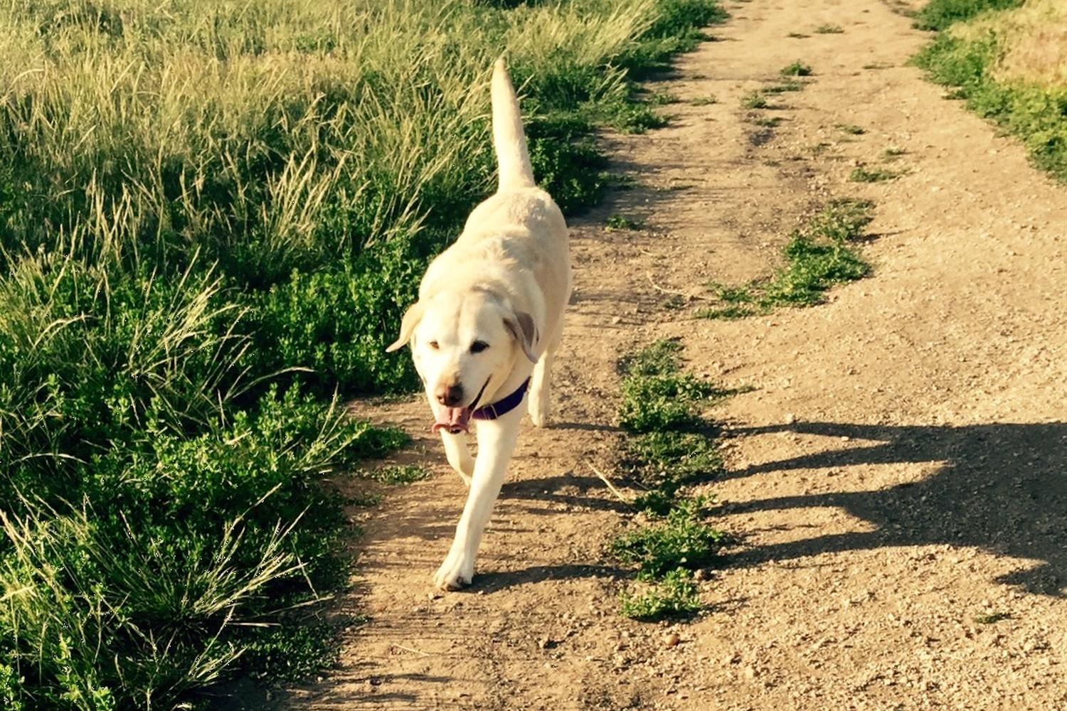 Glendale Farm Open Space Dog Park 5