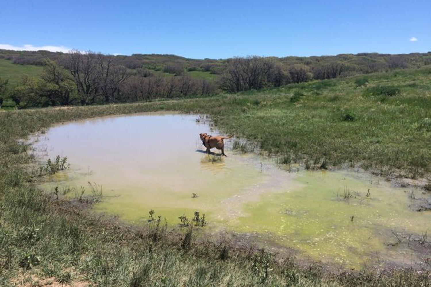 Glendale Farm Open Space Dog Park 1