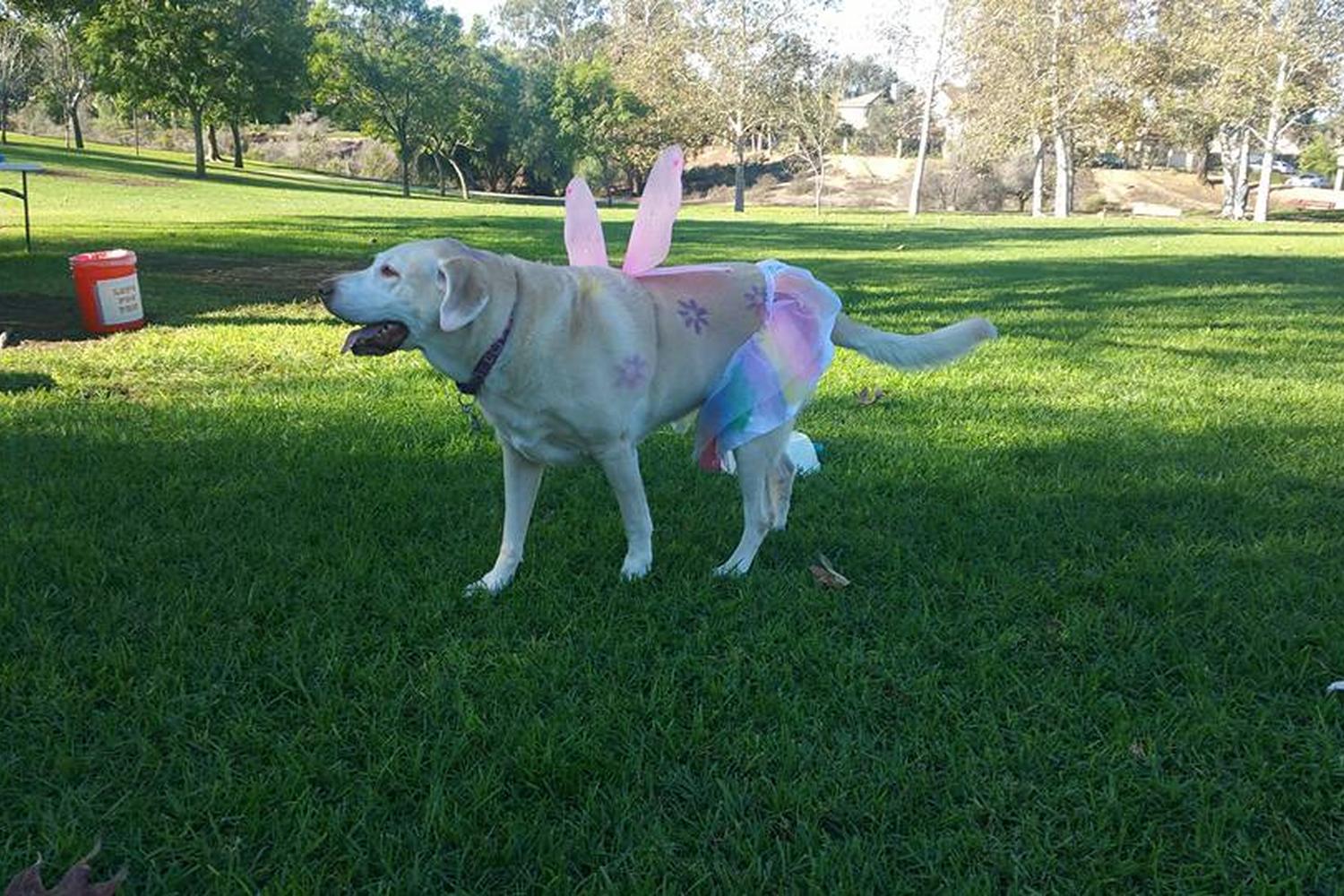 Camarillo Grove Dog Park 4