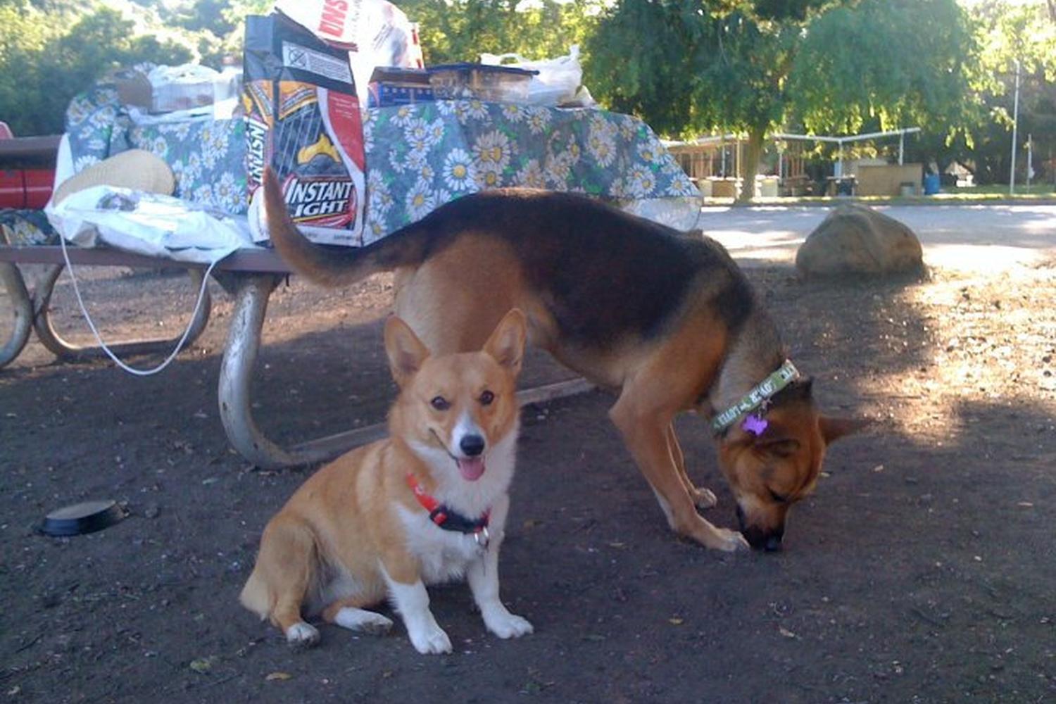 Camarillo Grove Dog Park 6