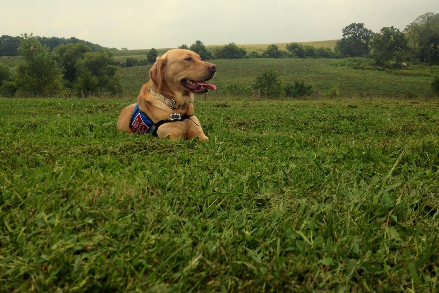 West Manheim Dog Park 1