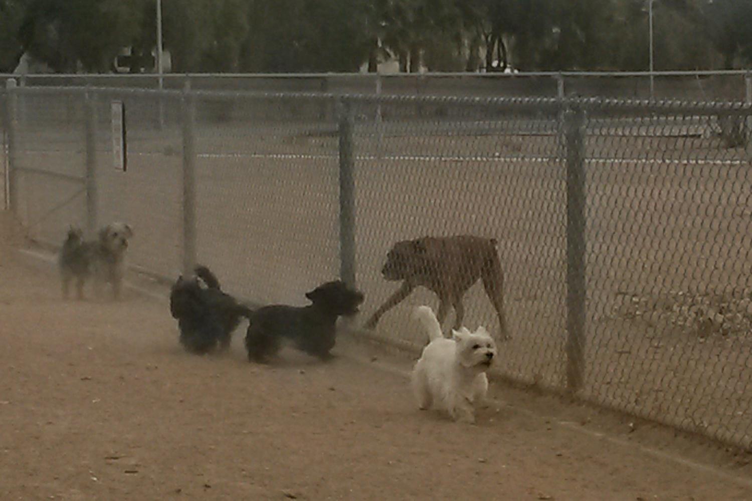 Silverado Ranch Dog Park 0