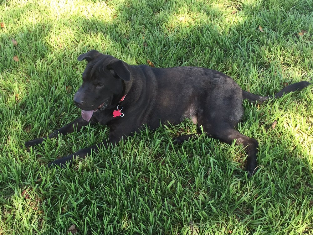 Tom Bass Regional Park and Dog Park 3