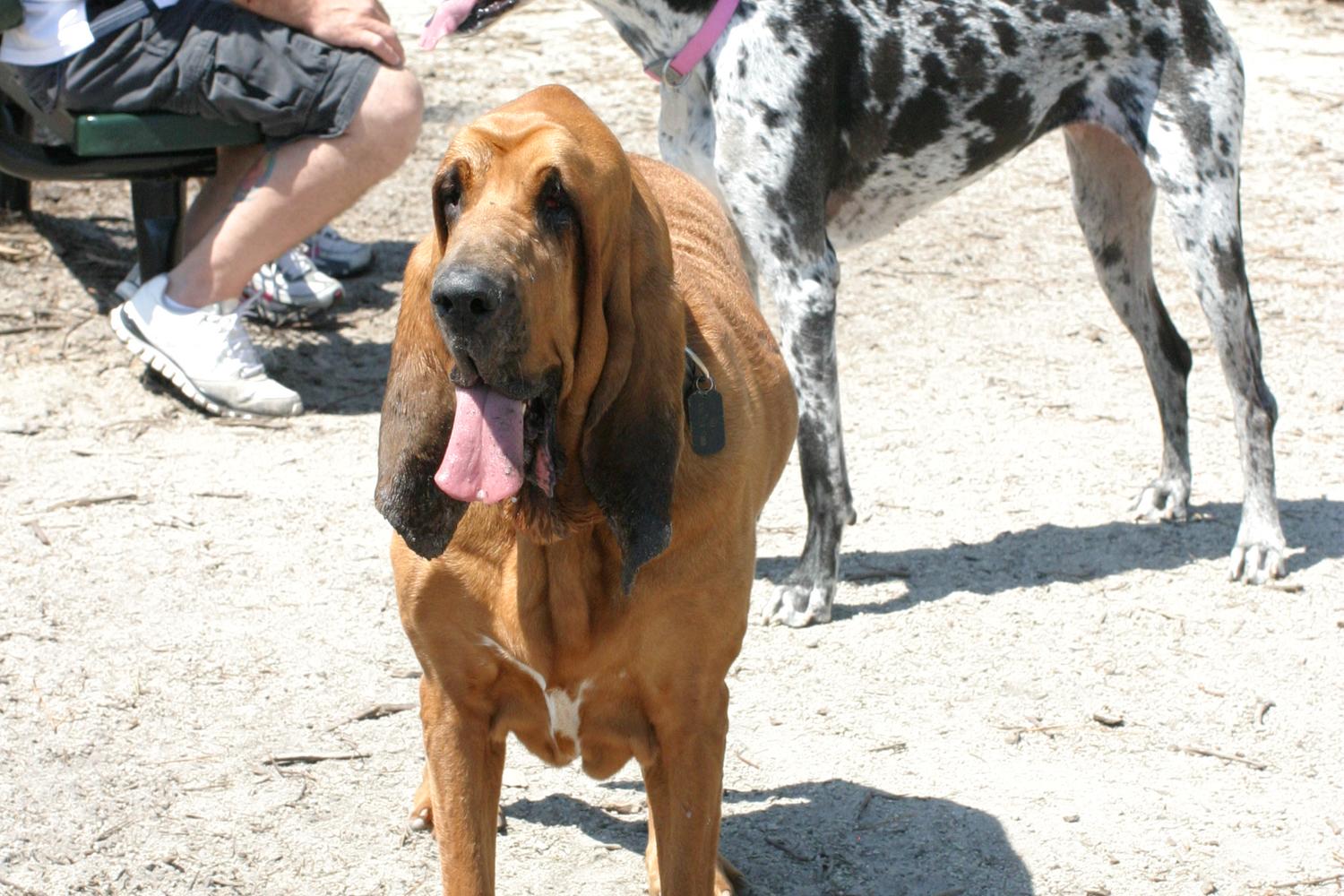 Waggin' Tails Dog Park 6