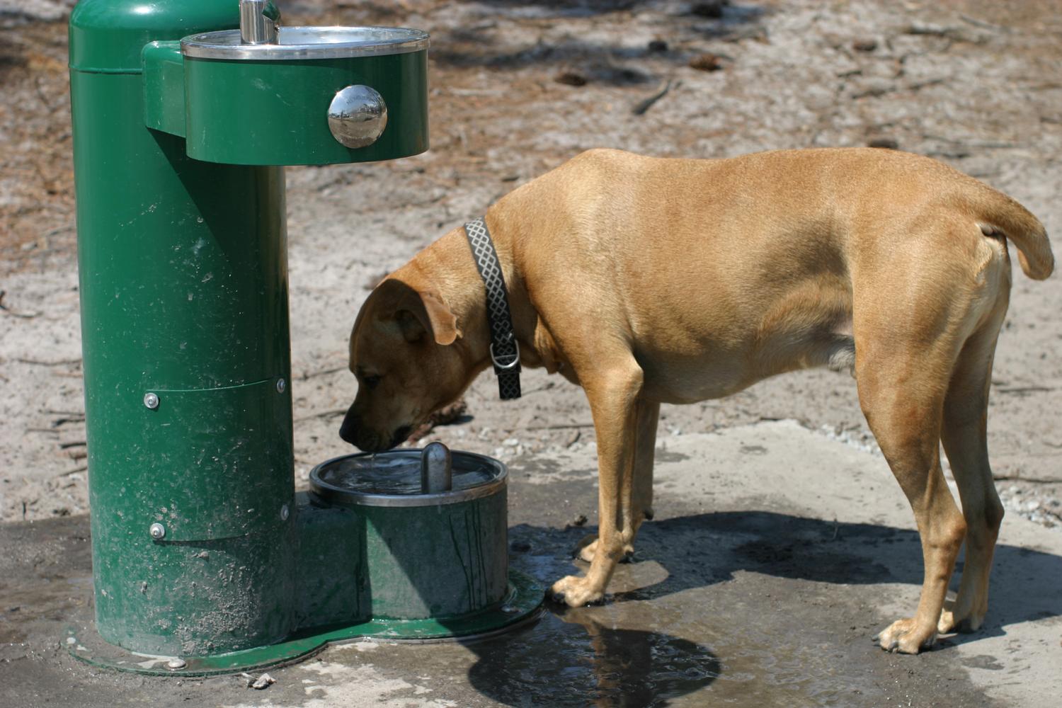 Waggin' Tails Dog Park 1