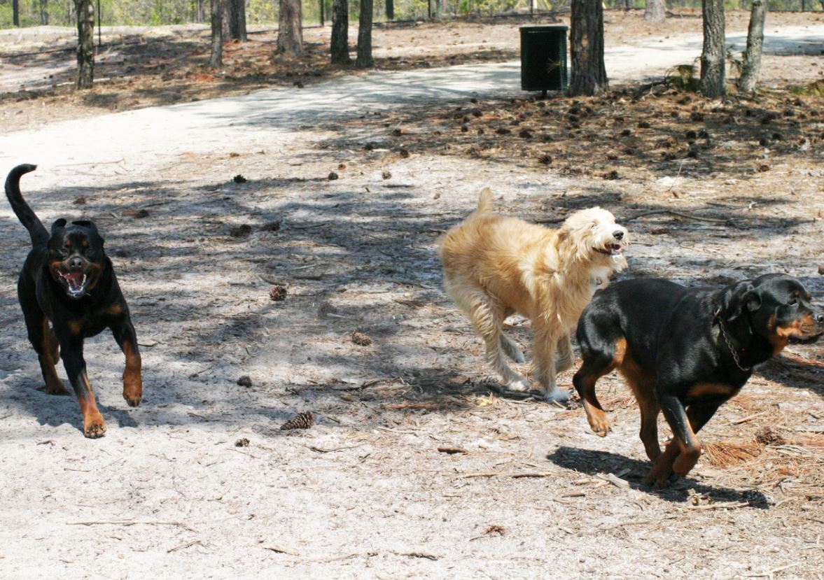 Waggin' Tails Dog Park 3